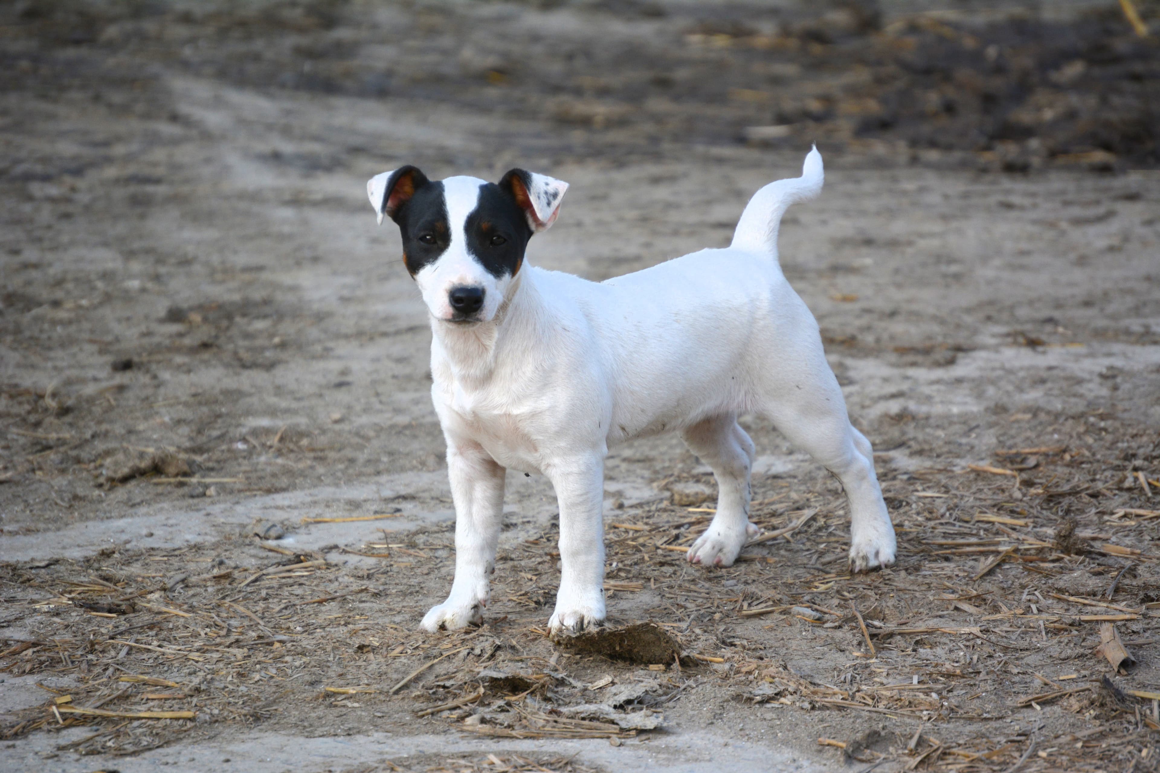 Russell Terrier