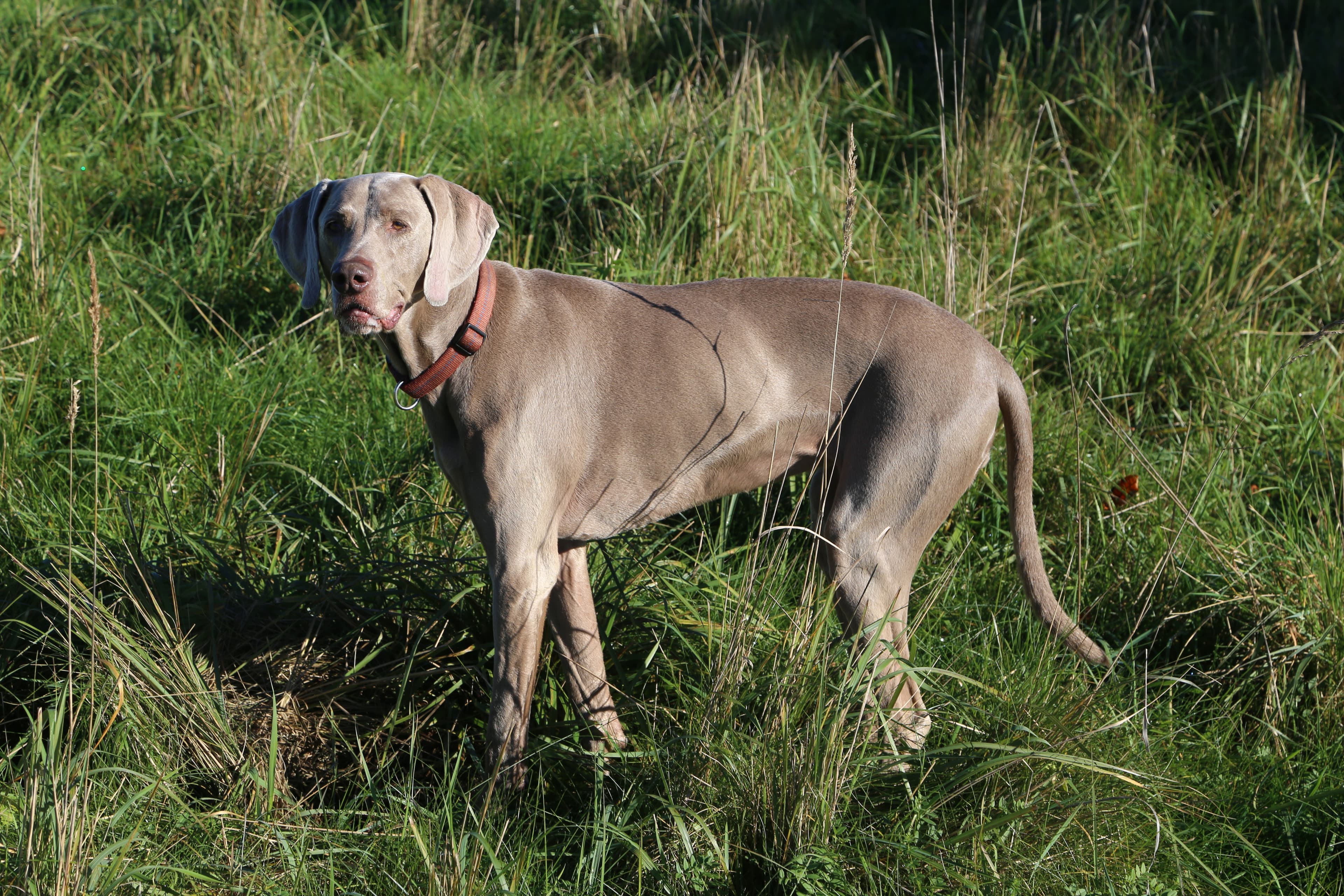 Weimaraner