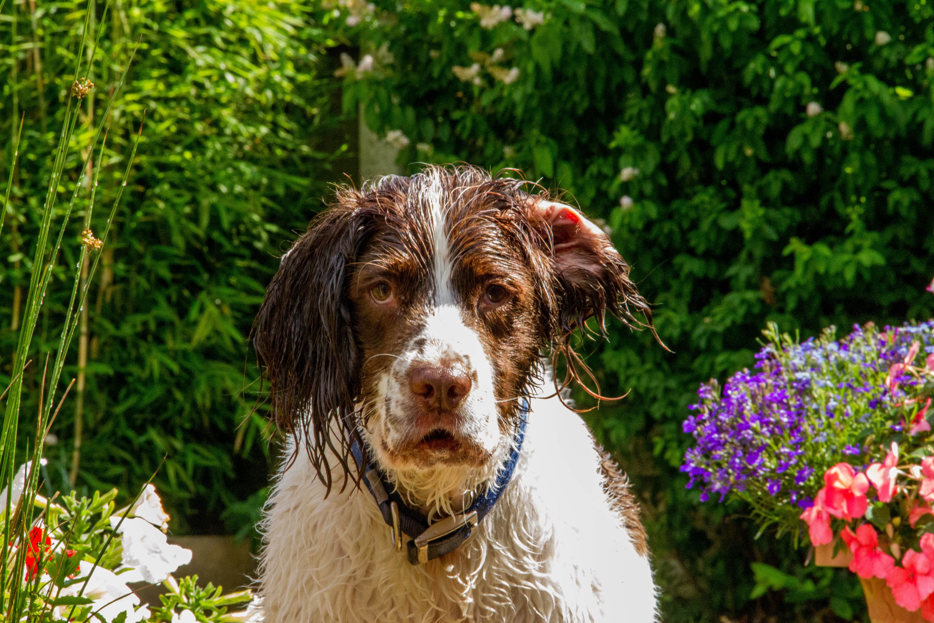 English Springer Spaniel