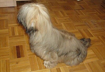 Lhasa Apso